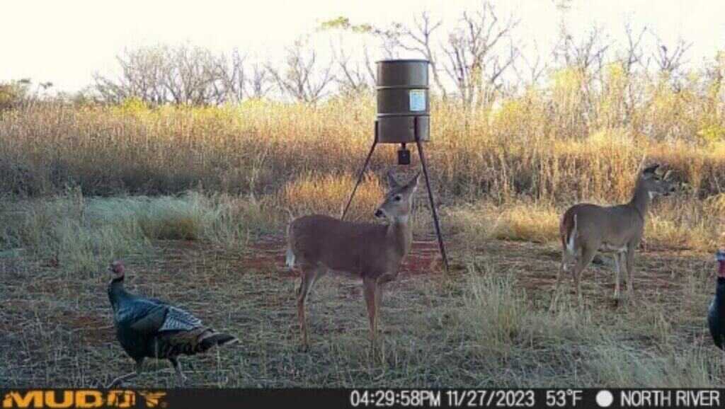 Captured! Muddy Matrix Cellular Trail Camera Review